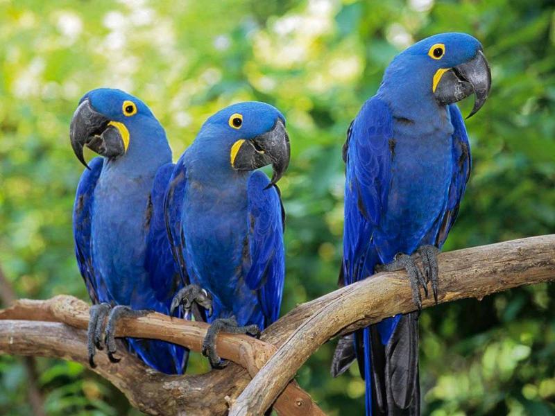 Colorful Parrots
